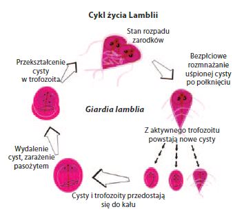 hipoalergiczni-cykl-życia-lamblii