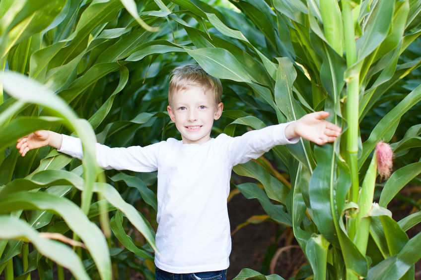 47241775 - little boy having fun at corn maze at pumpkin patch at autumn