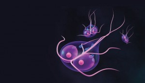 hipoalergiczni-pasożyty-badura-voll