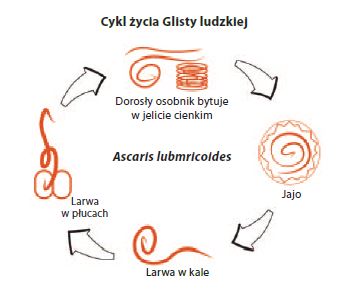 hipoalergiczni-pasożyty-cykl-życia-glisty-ludzkiej