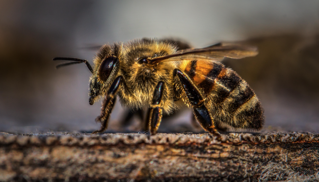 animal-bee-bumblebee-1035224 fot. pexels.com by David Hablützel-hipoalergiczni
