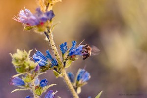 Pszczoła na niebieskim kwiecie - Hipoalergiczni