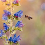 Pszczoła na niebieskim kwiecie - Hipoalergiczni