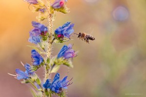 Pszczoła na niebieskim kwiecie - Hipoalergiczni