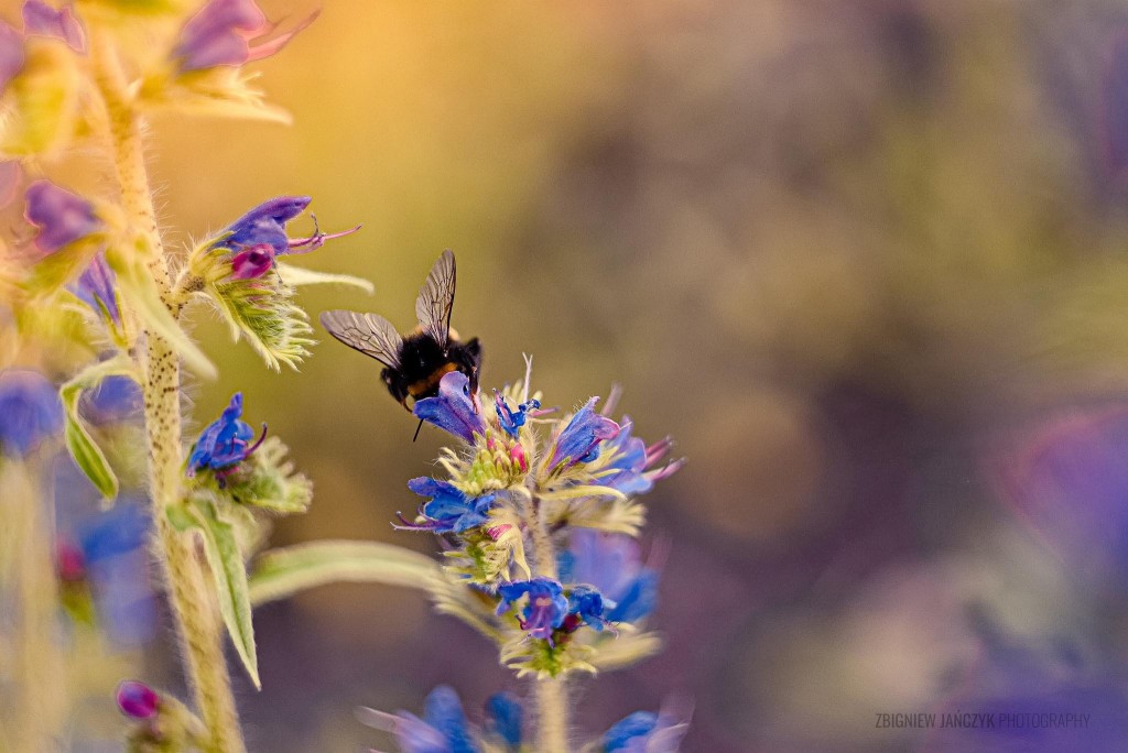 Pszczoła na niebieskim kwiecie - Hipoalergiczni