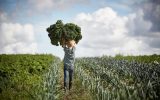 Duńscy rolnicy dumni z upraw organicznych lepszych dla zdrowia, planety i ekonomii - Hipoalergiczni.pl